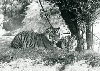 Deux tigres se reposant sous un petit arbre dans leur nouvelle enclos à Whipsnade, mai 1934